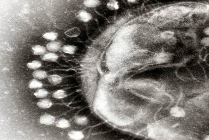 alternativa a los antibióticos